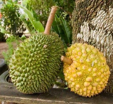 目前，中國能夠合法進口榴蓮的只有泰國和馬來西亞兩個國家