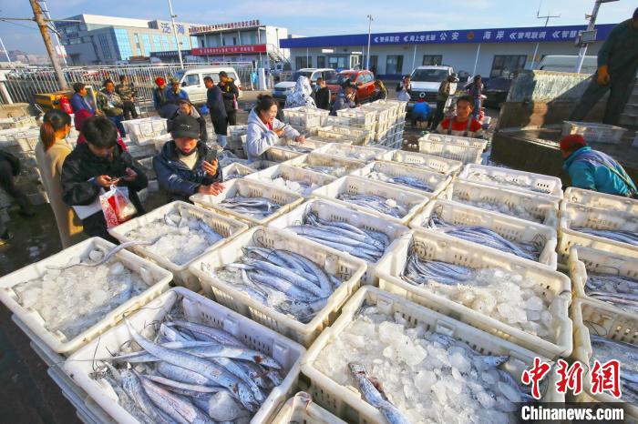 圖為漁民在日照黃海中心漁港挑揀、分裝海鮮。　薄林 攝